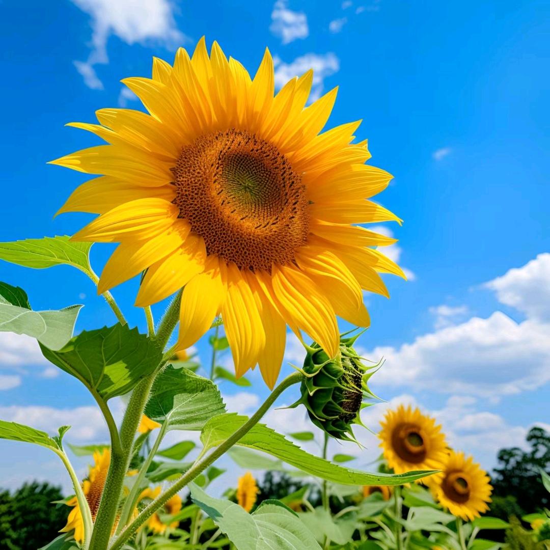 向日葵🌻