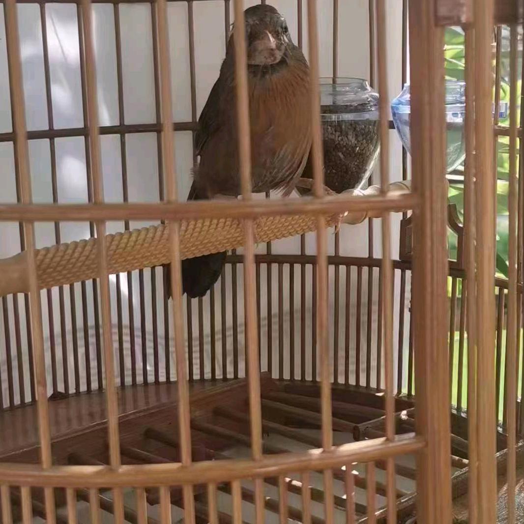 小姚精品鸟食店