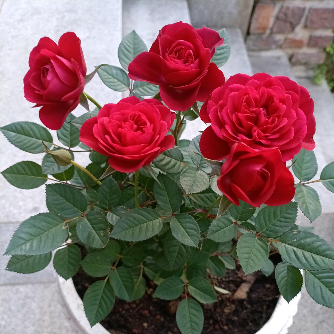 花姐