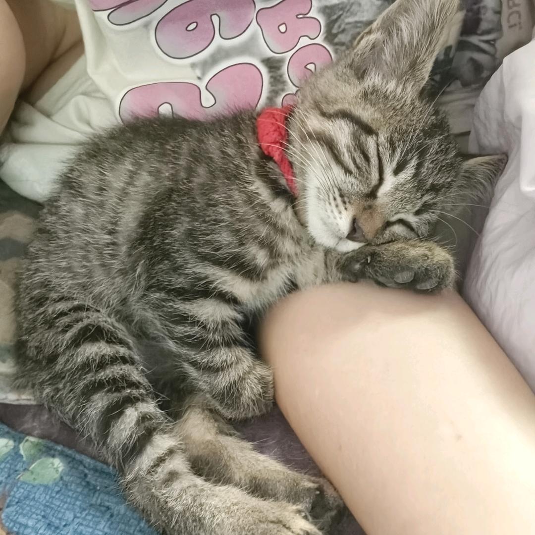 百万是个黏人精!