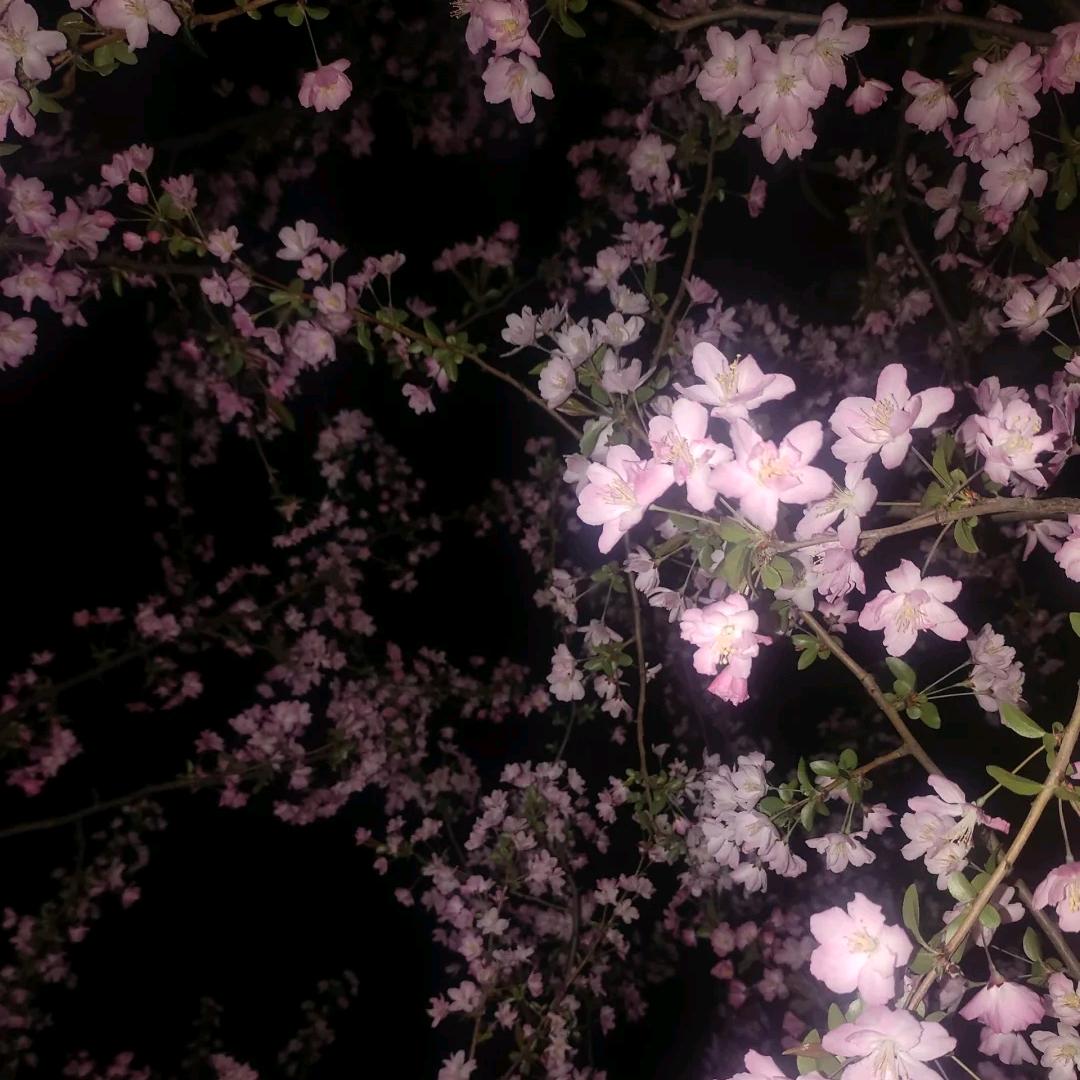 霜染暮风