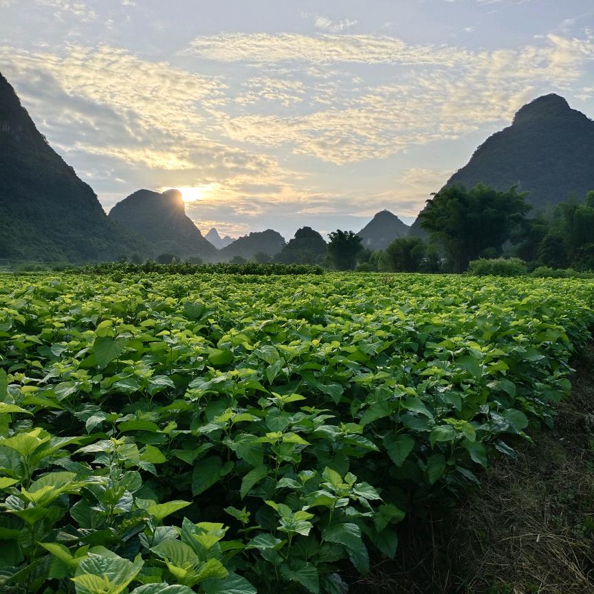 加油