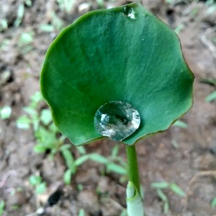 芋见伱