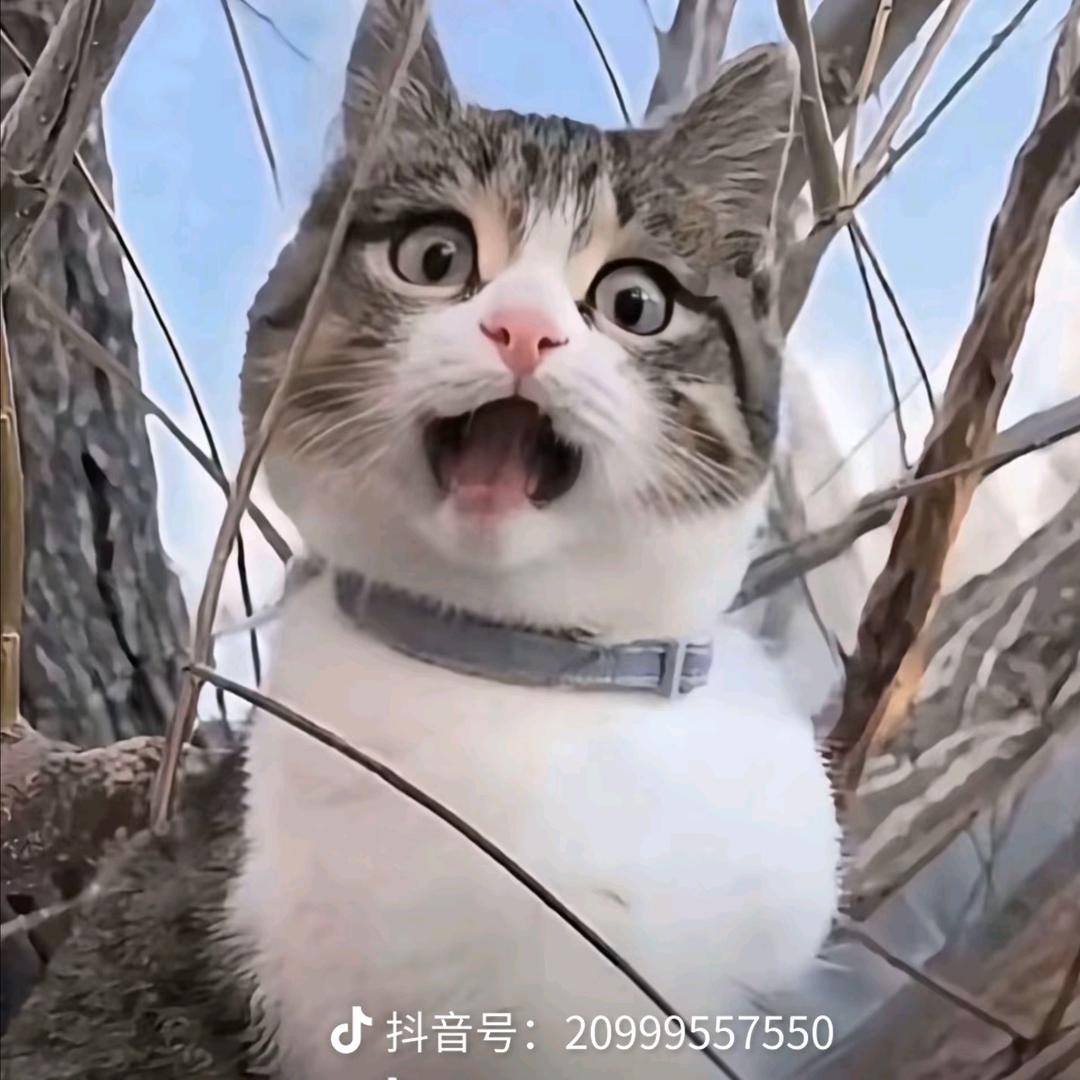 休蝉