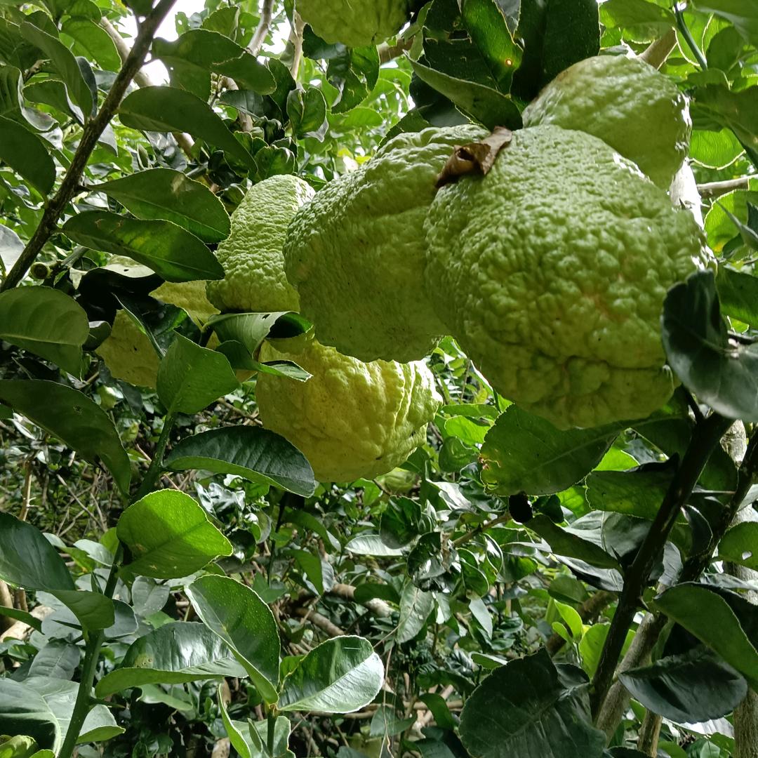 收购香橼  佛手