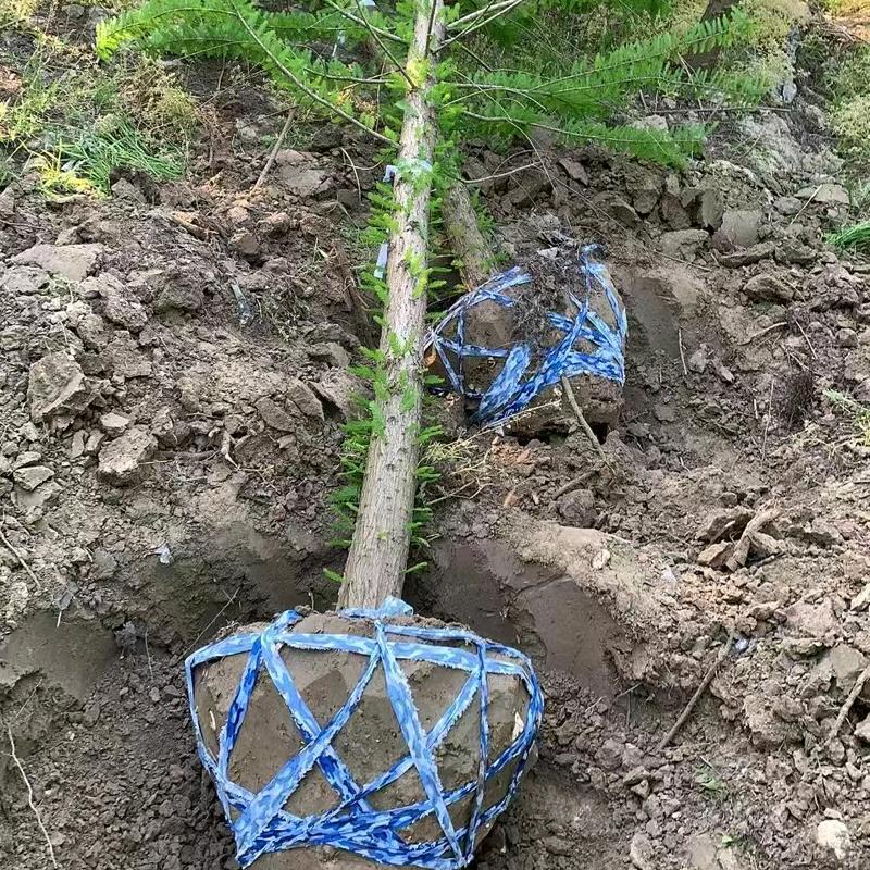 盐城水杉落羽杉池杉中山杉苗木基地