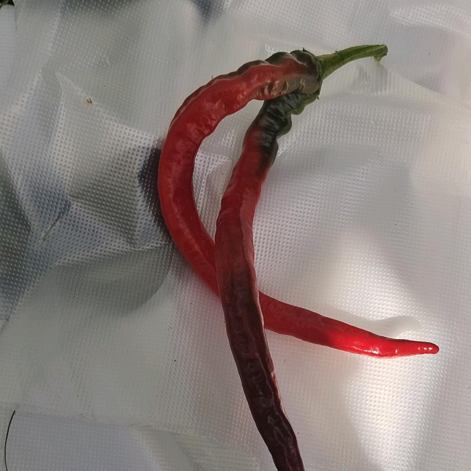 快乐的是快乐人