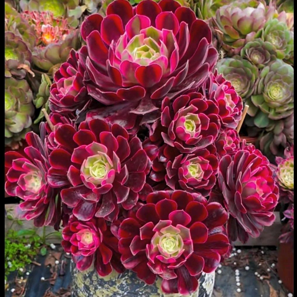 田小姐法师园艺