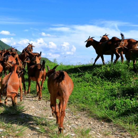 桥亭镇农特产品推介