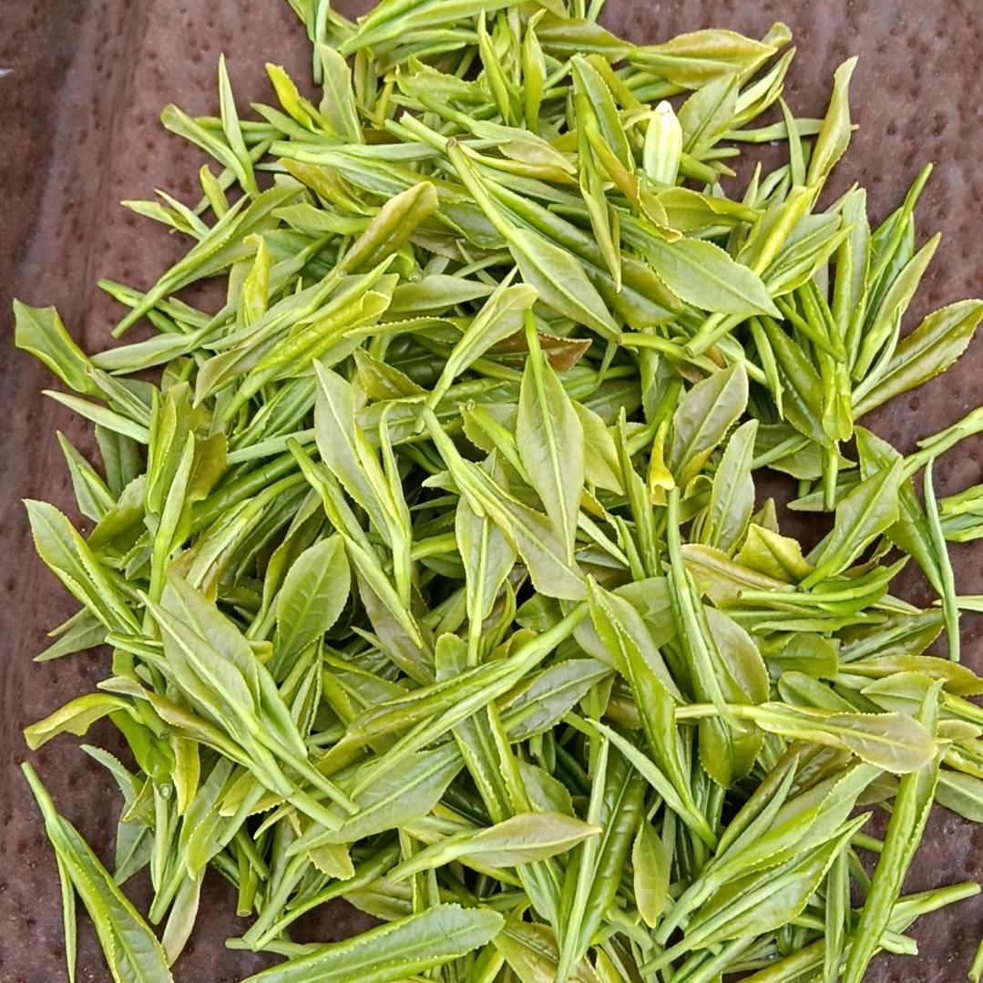 安吉白茶过好每一天