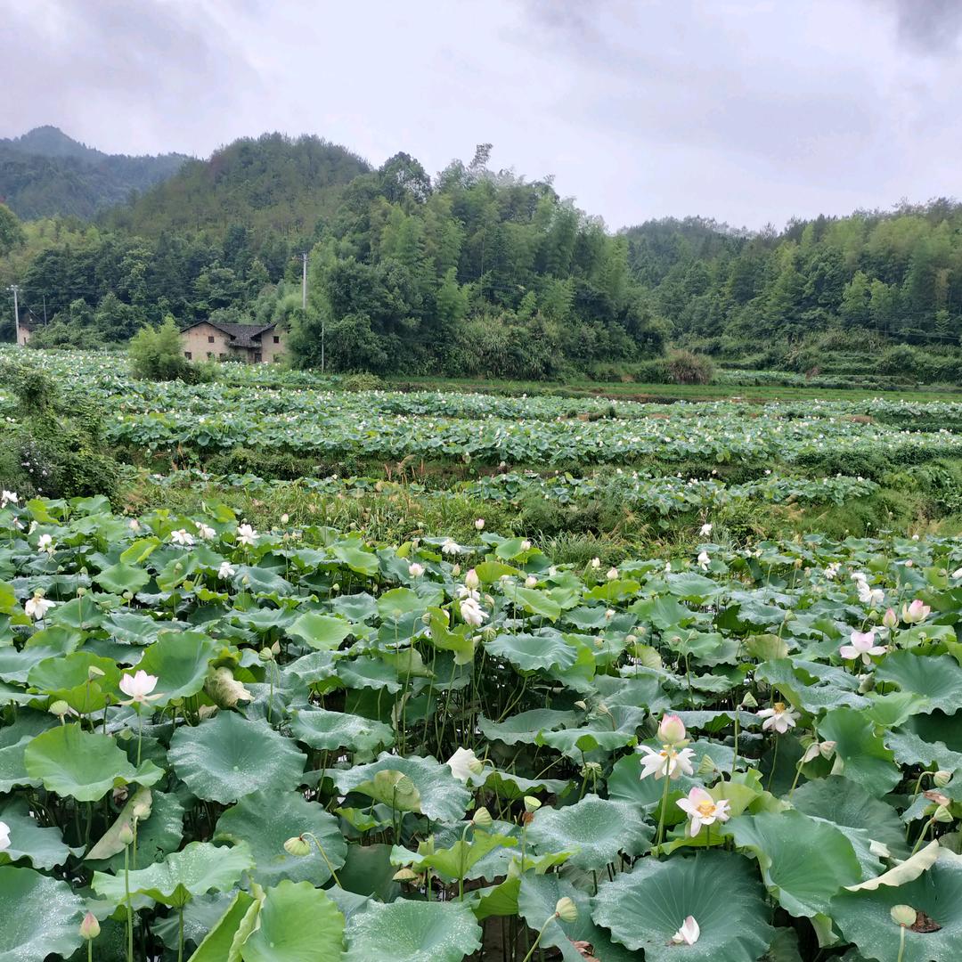 🌹🌴🌺🌴🌹🌺