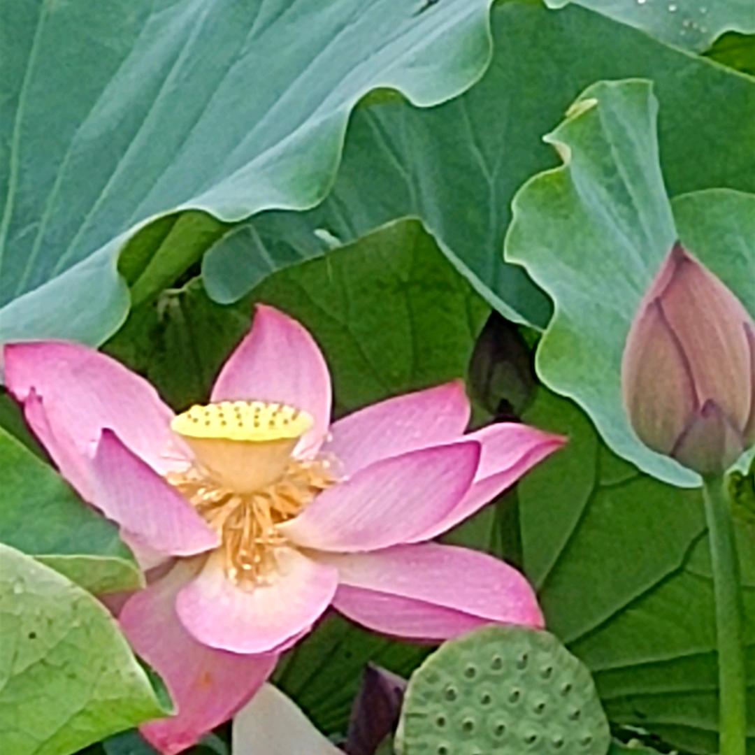 🍀翠蓉🍀🌺🌺