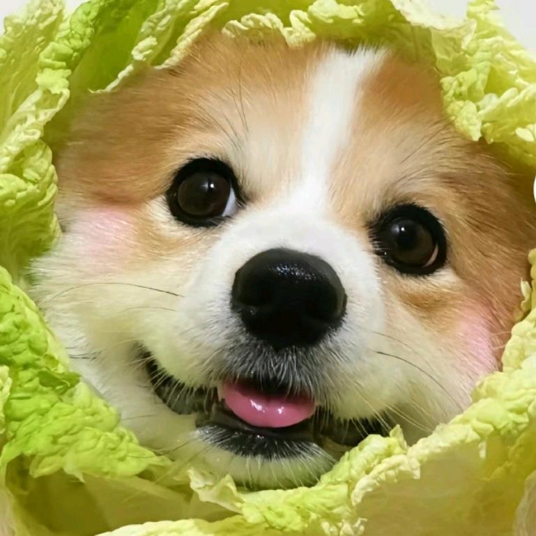 懒洋洋
