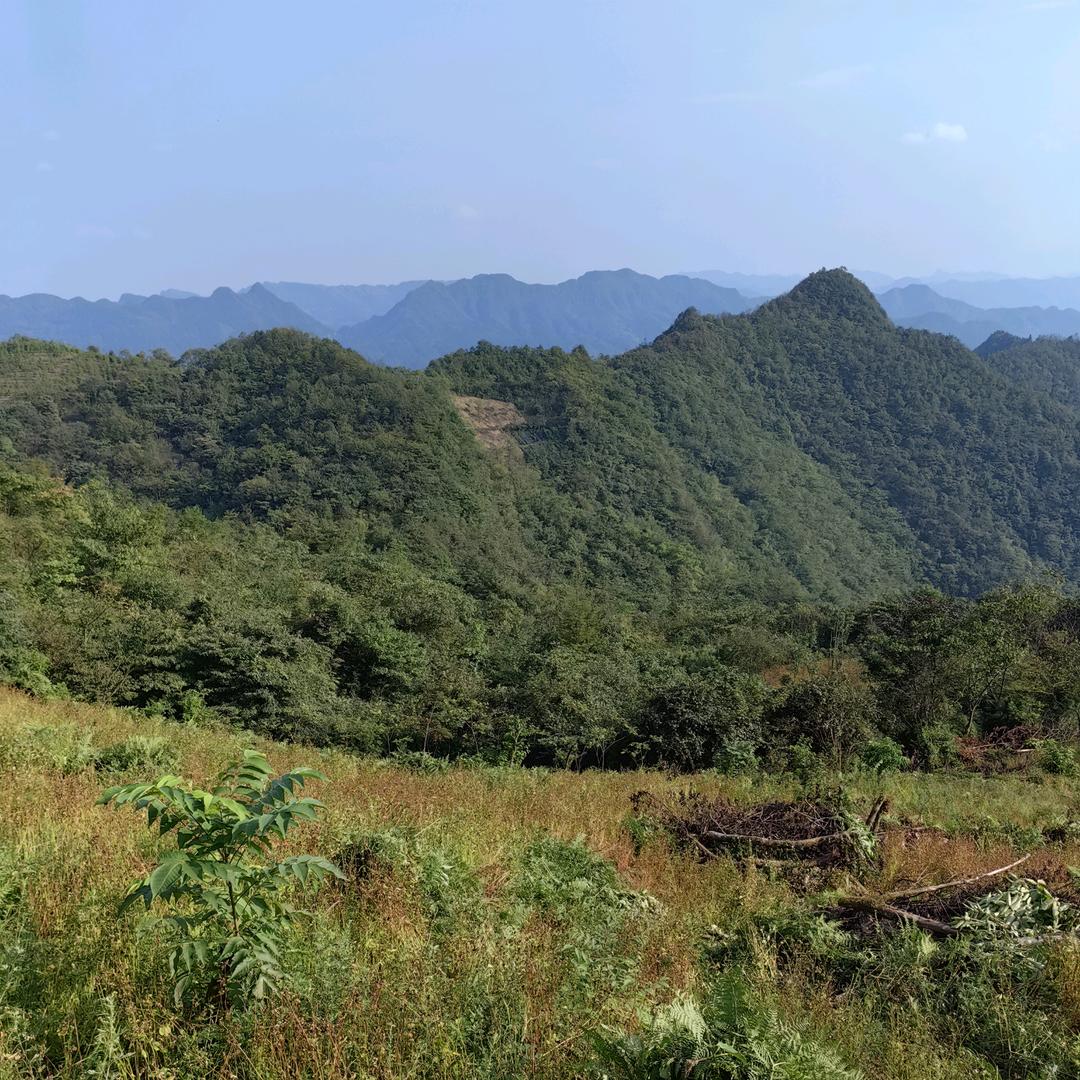 小草坝天麻山里娃