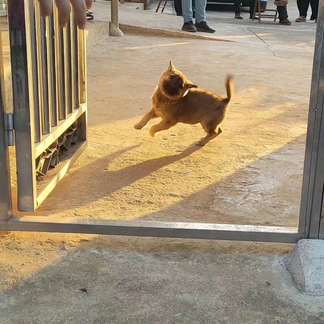 脑比霍金大