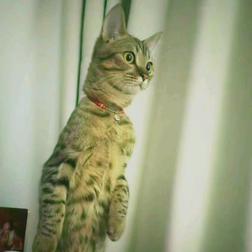 🌈是丛丛呀☺️