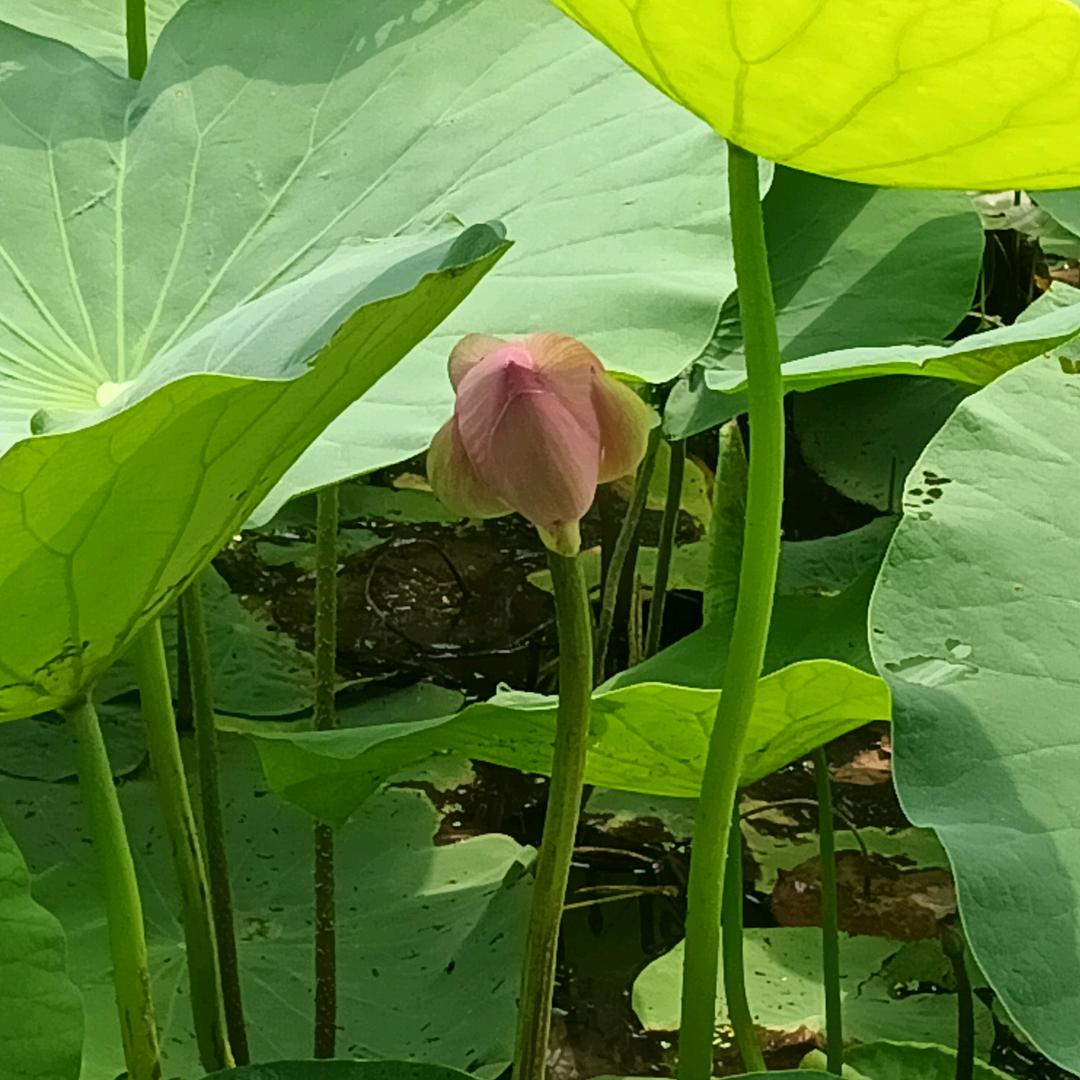 眞啲葭吥了@