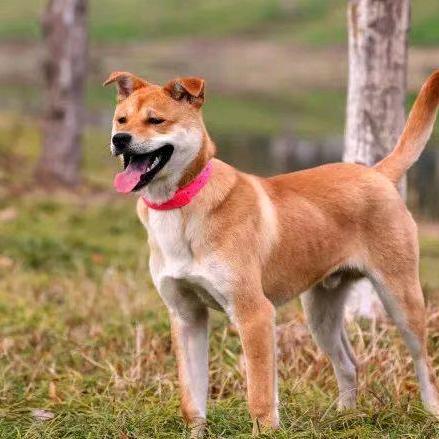 鲁贡布依族狗肉馆