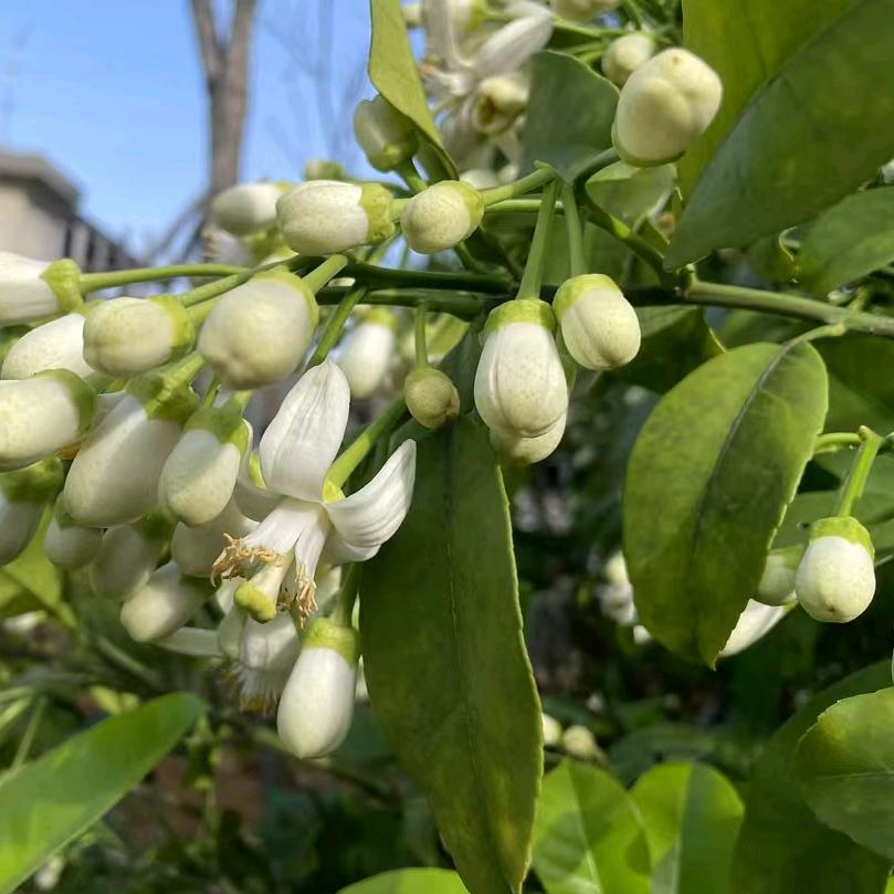 爱吃熏猪手的拜道。