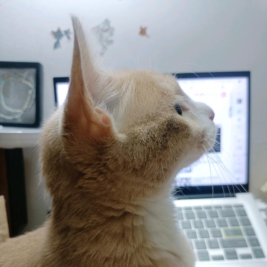 小瓶盖my