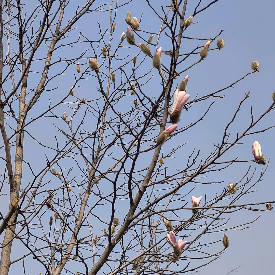 小桥流水