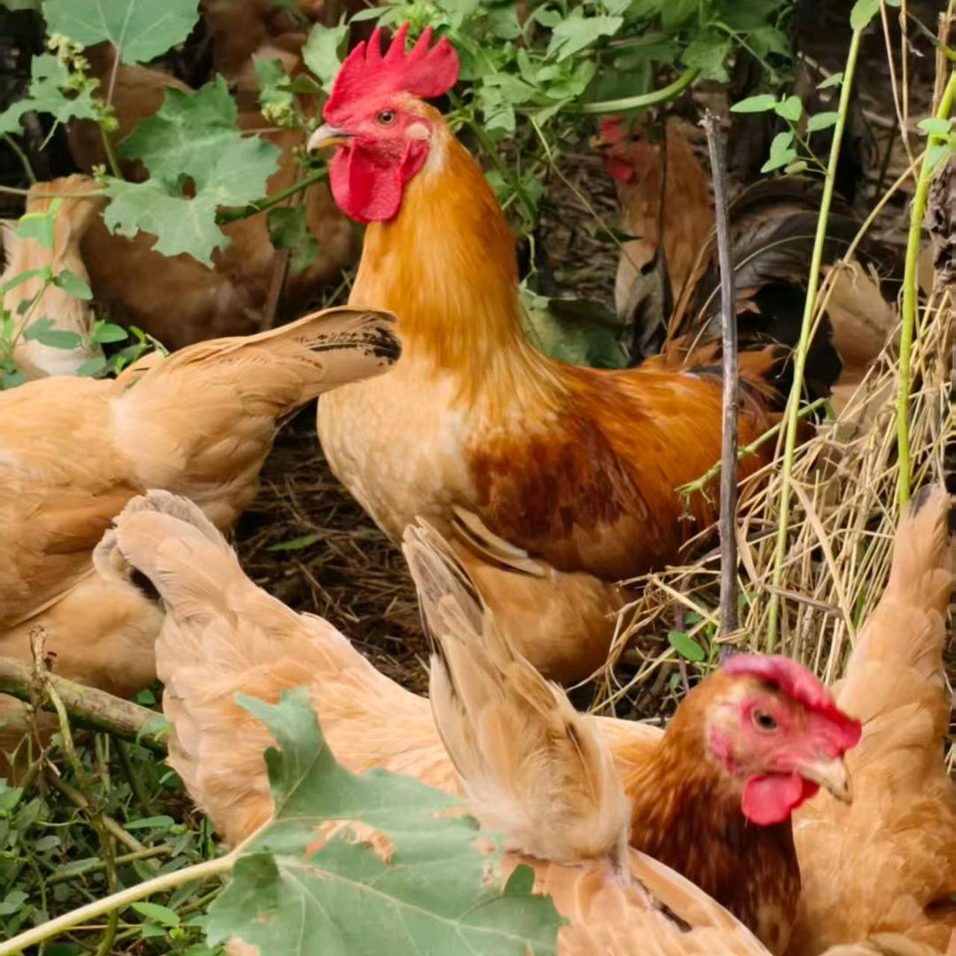 曹玲深山里农家散养土鸡