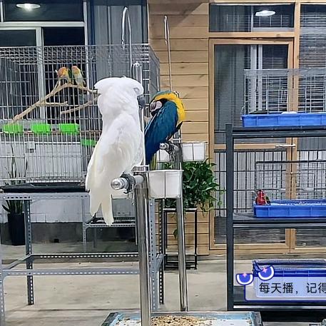 无悠鹦鹉铲食官