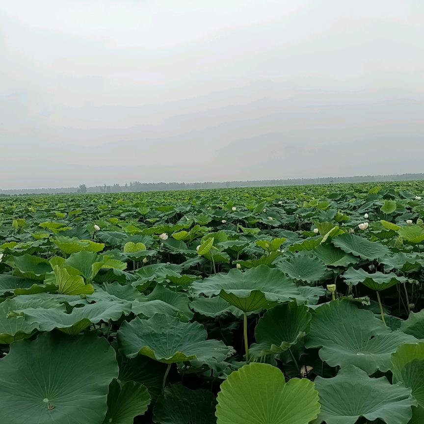 玖玖玖