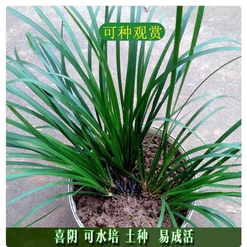 不再为你伤心而流泪