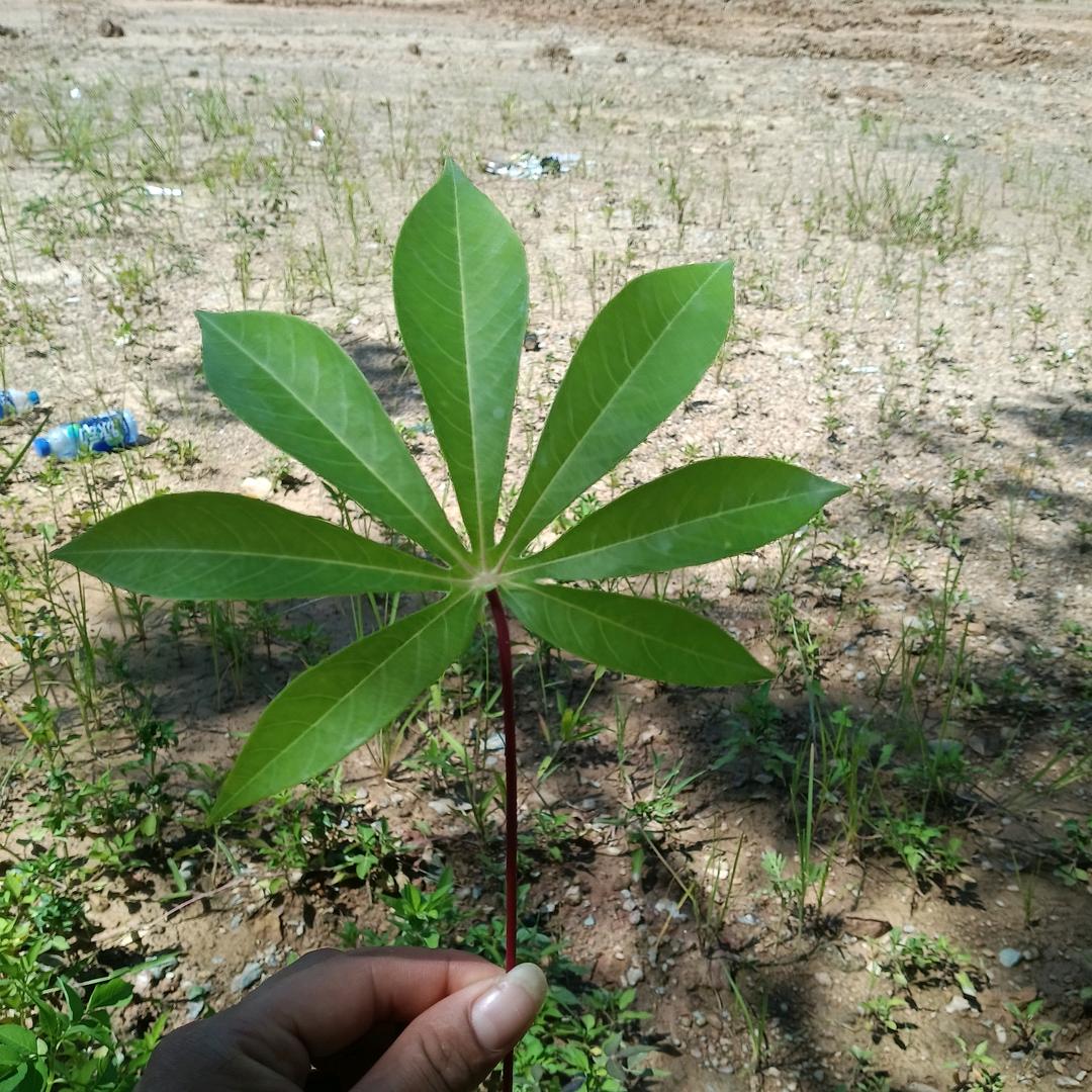 锁爱，封心