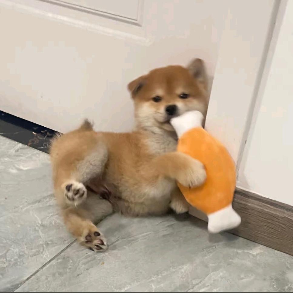 爱鑫