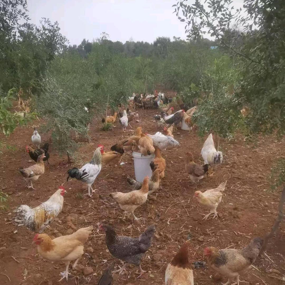 洛宁酸枣种植