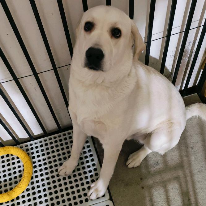 半夜三更总遛狗