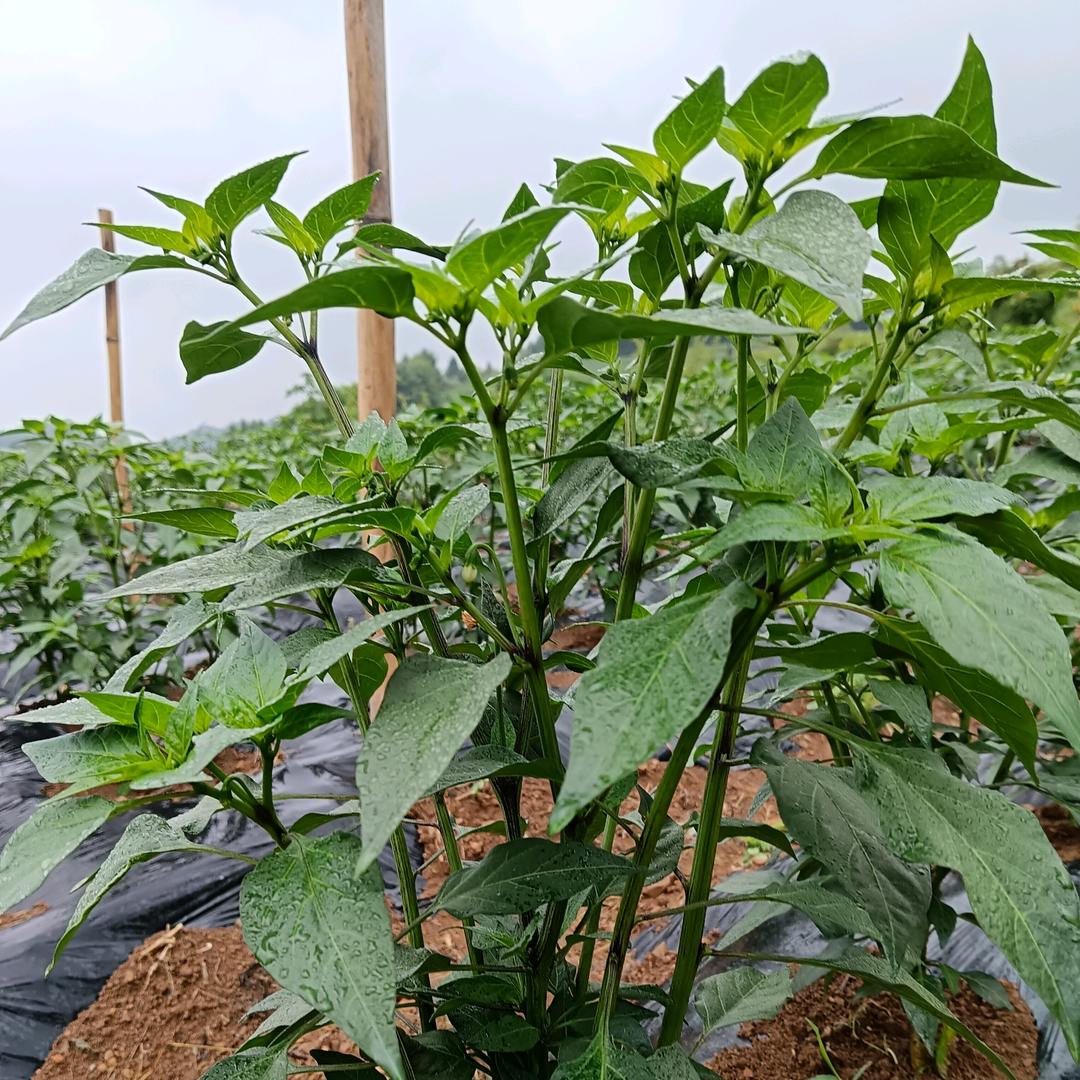 鑫贵种养殖场（王家贵）
