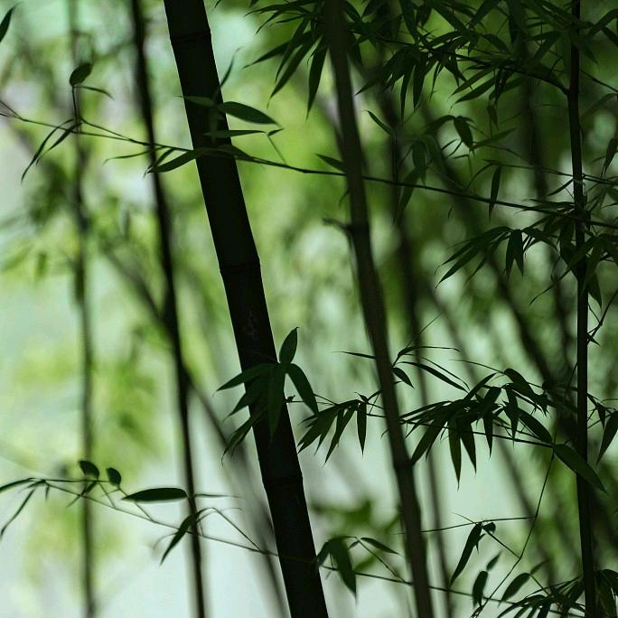 宇格明叶环保PP板材