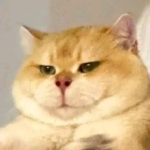 哈基米不是胖猫