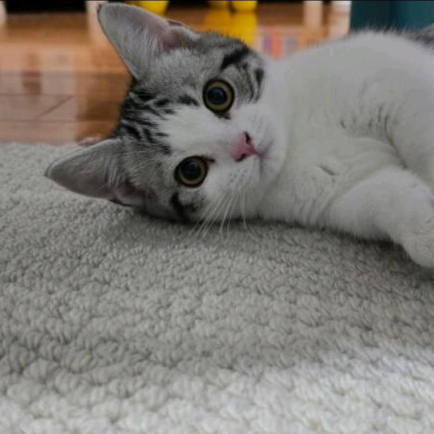 男孩子与毛孩子（矮脚猫找新家）