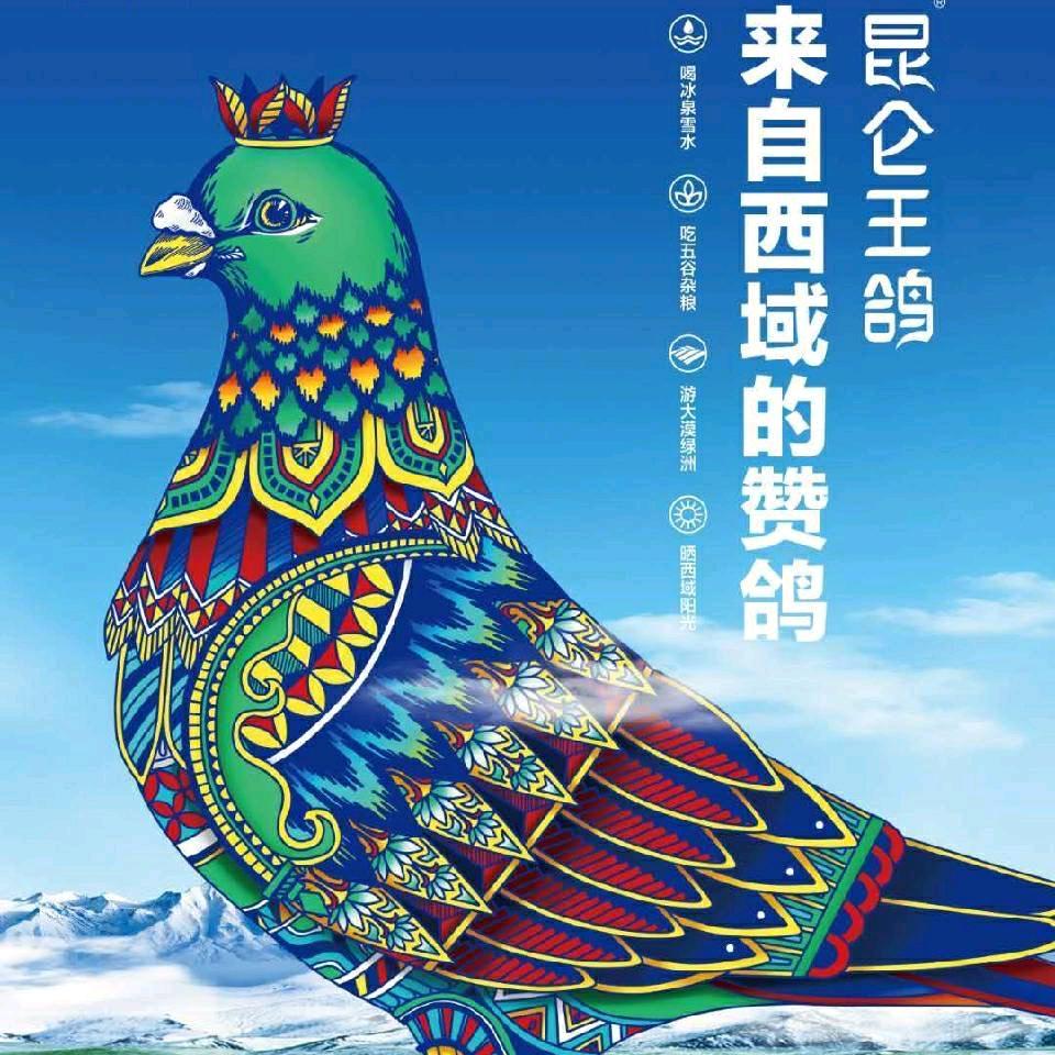 昆仑王鸽官方店