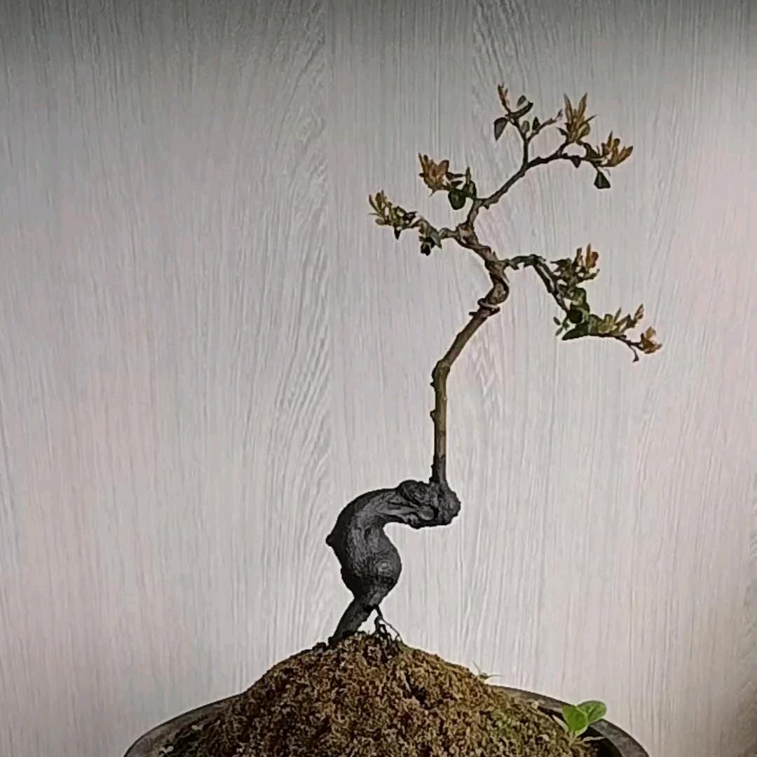 小品金弹子园艺店