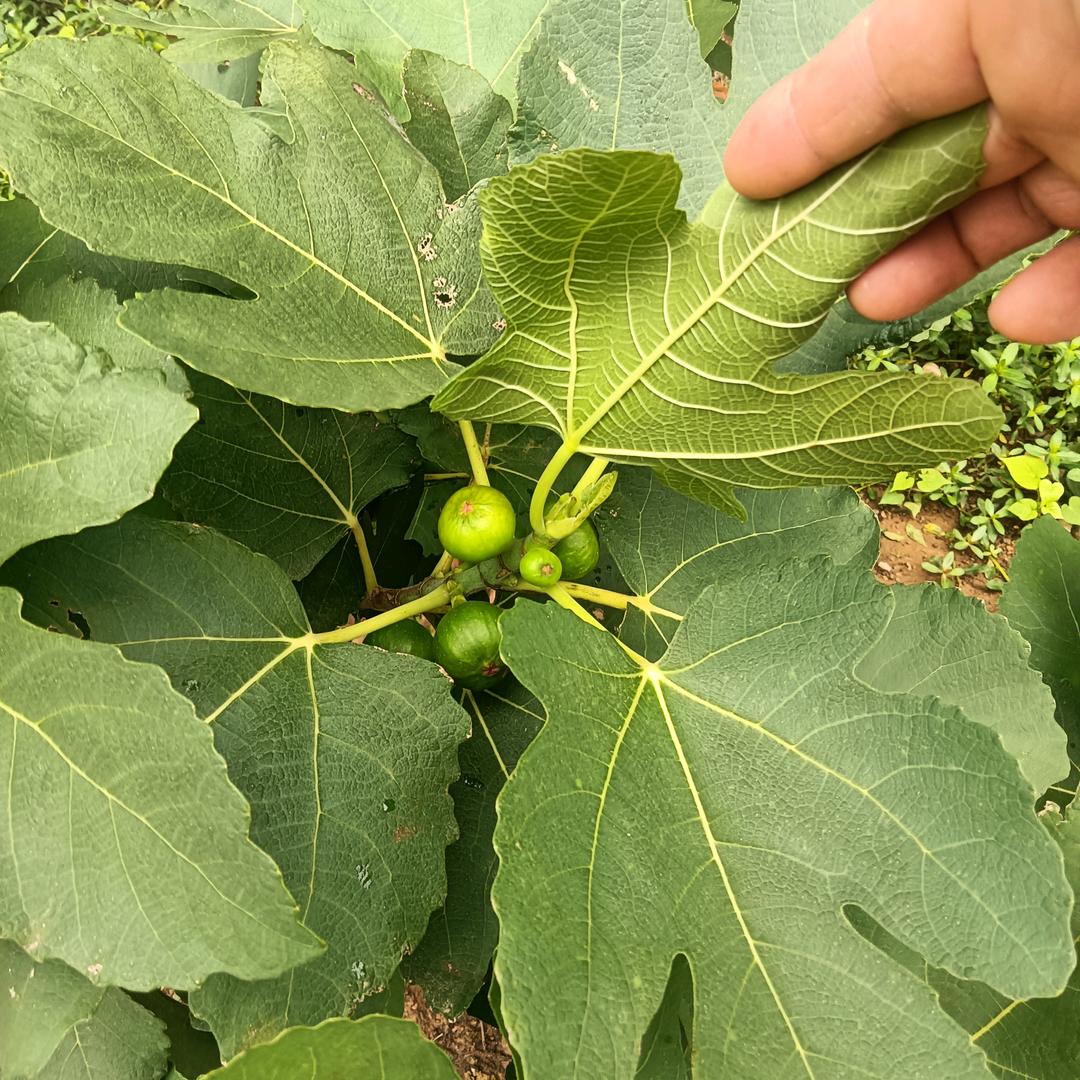 默然销魂