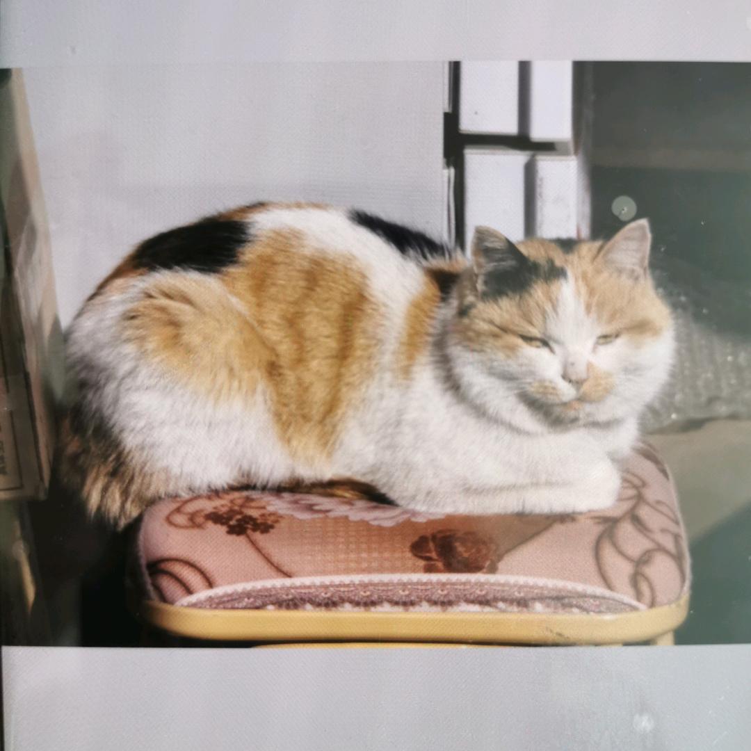 @老三是只三花猫🐱