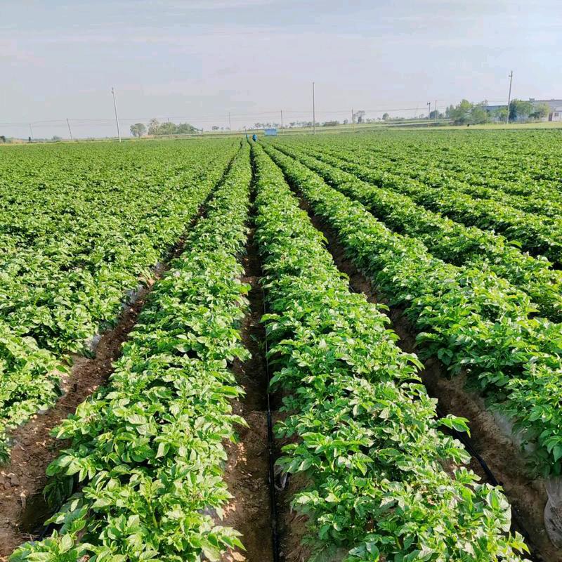 干农活就找阿伟