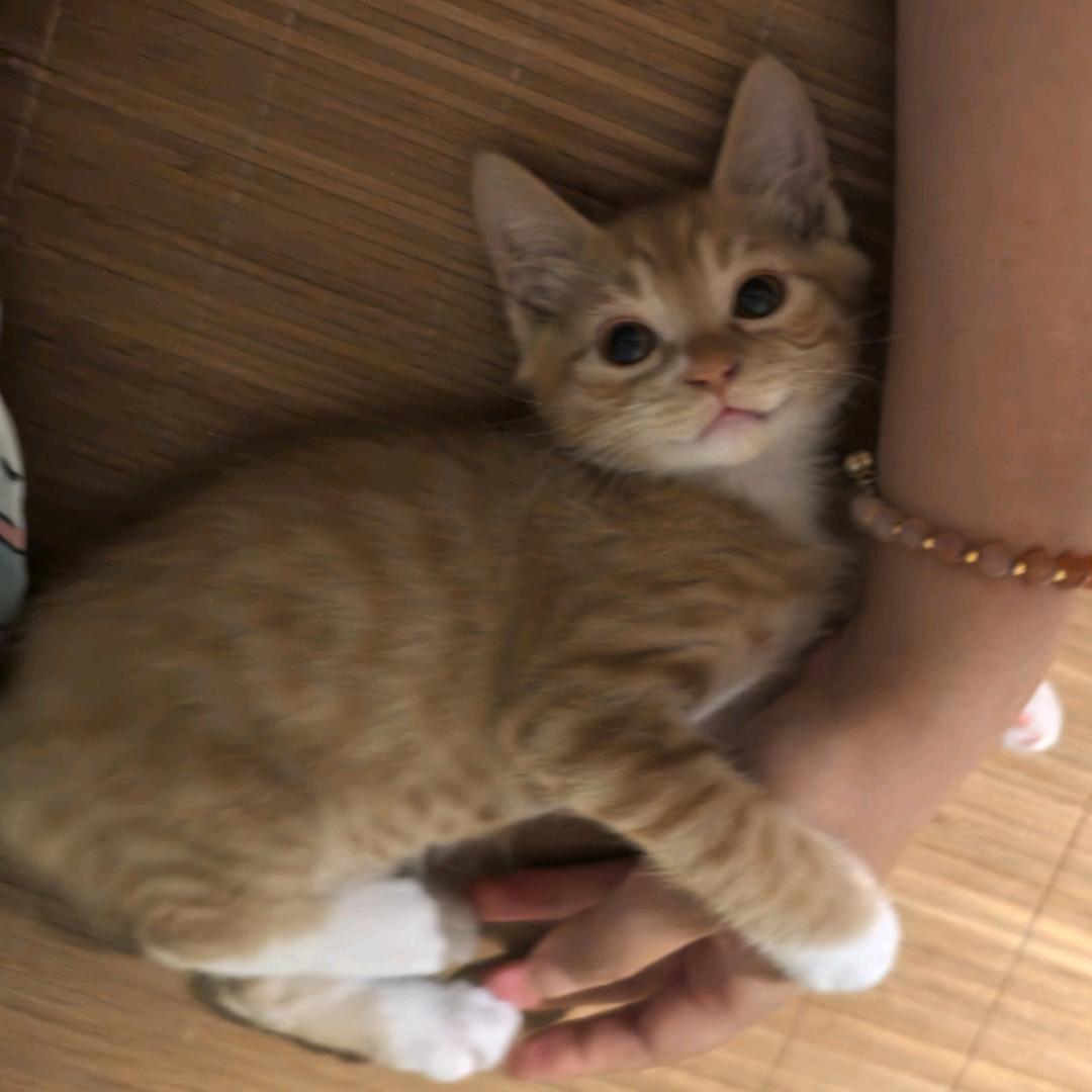 🍓小浣熊