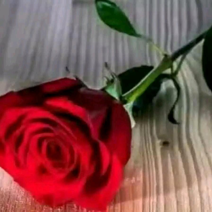 花开玫瑰