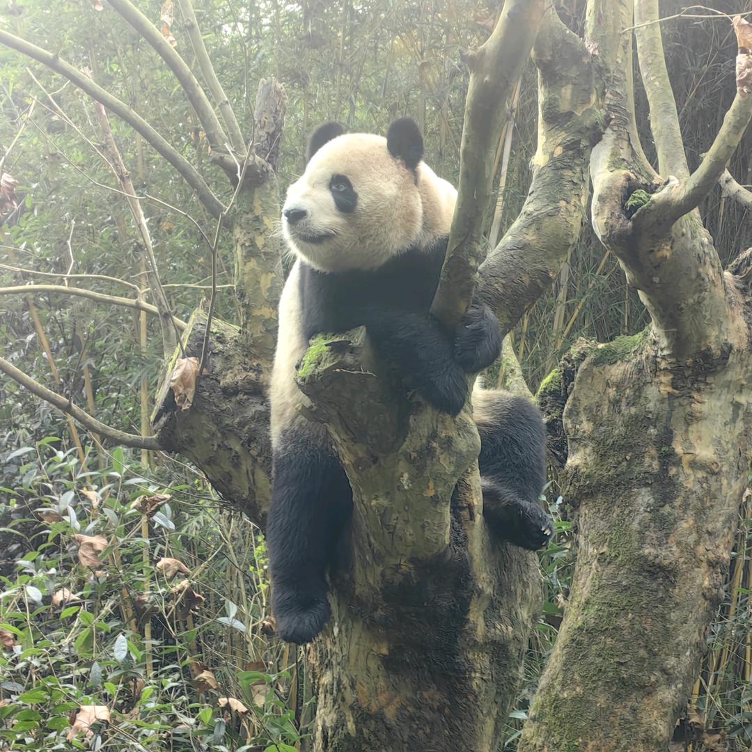 梧桐树呀