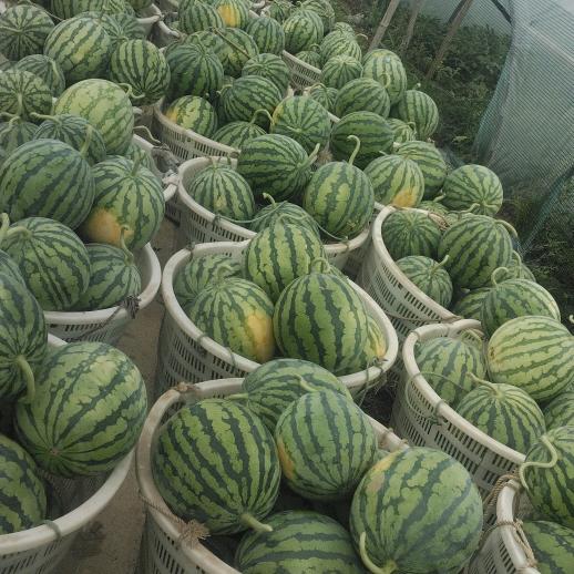 西瓜🍉小李
