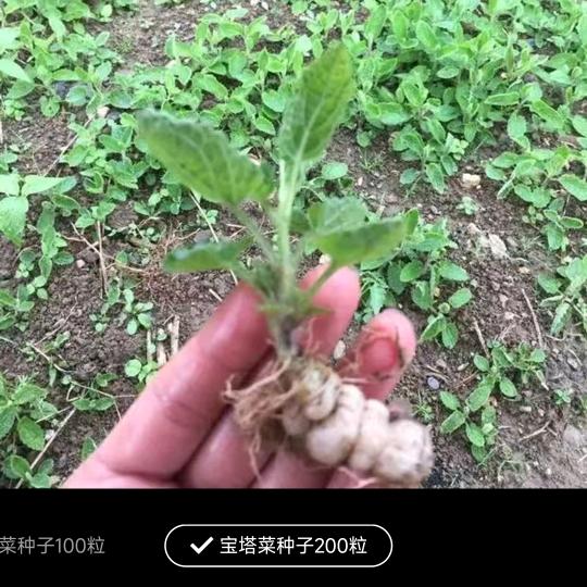 一只小船