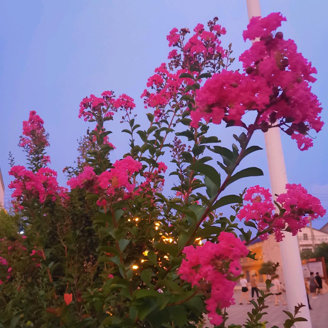 迷🍓茫🍓的🍓艾