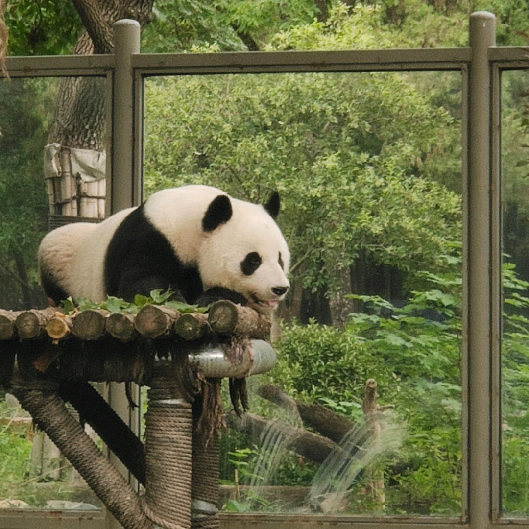 丽人