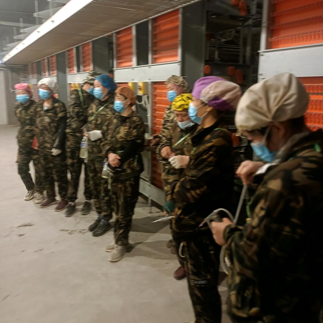 邢台益禽免疫队赵立芝1513190721